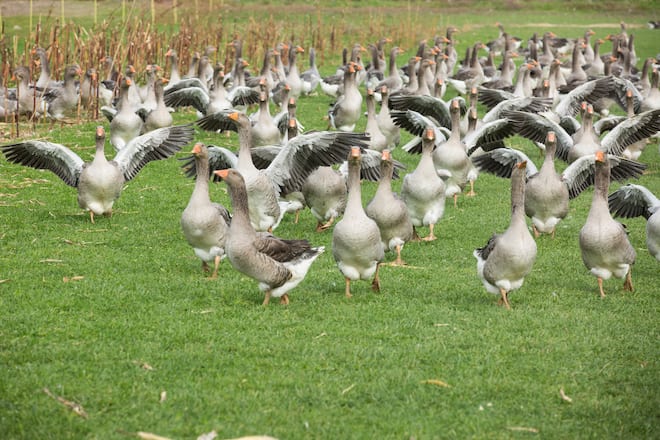 Alpstein-Geflügel Bianchi