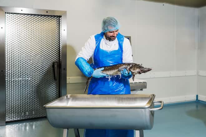 «Ultrafrisch»: Sven Wassmers Oona-Kaviar