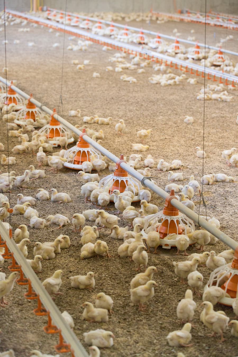 Alpstein Geflügel Bianchi