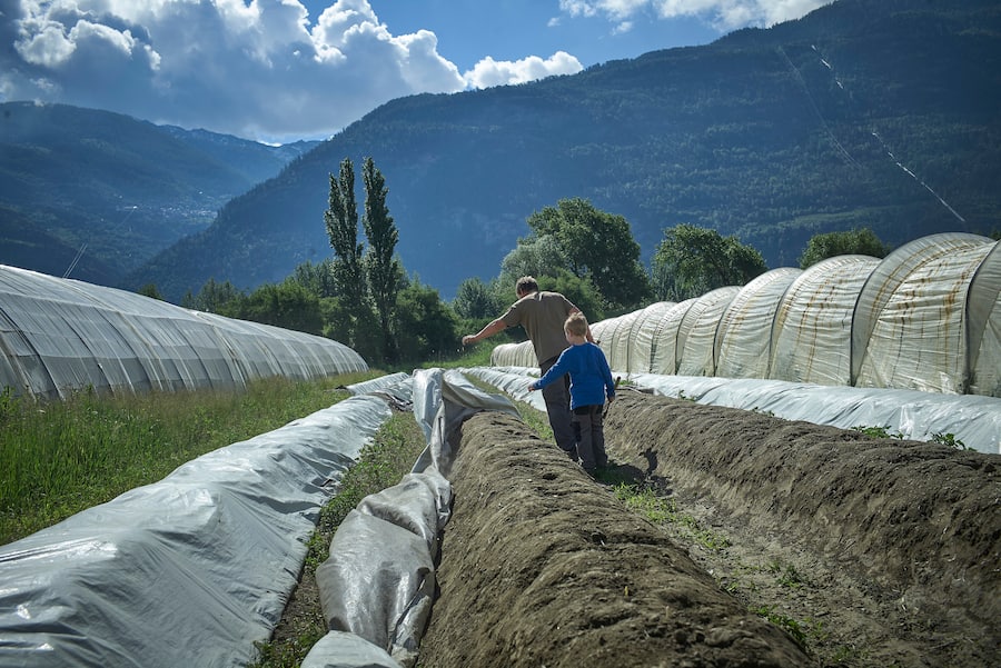 Asperges en détresse