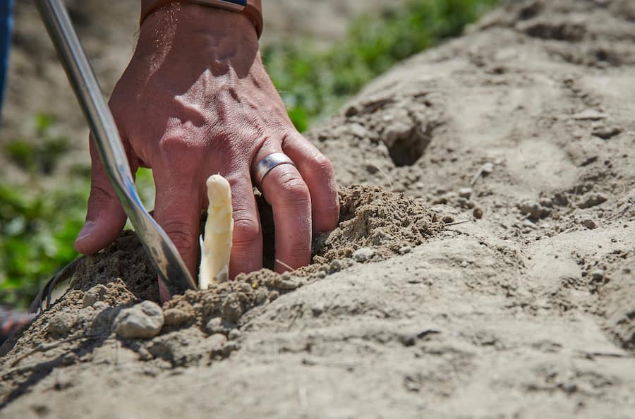 Asperges en détresse