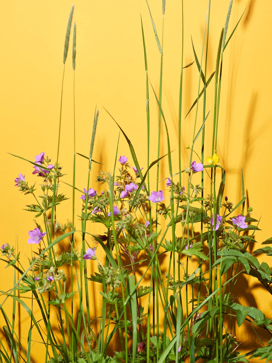 La Pinte des Mossettes