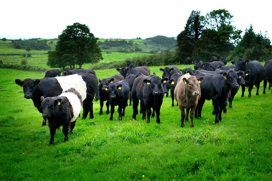 Lakeview Farm Rinder Irland