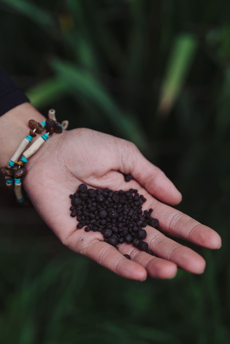Bären Schwarzenburg Forellen Naturkreislauf