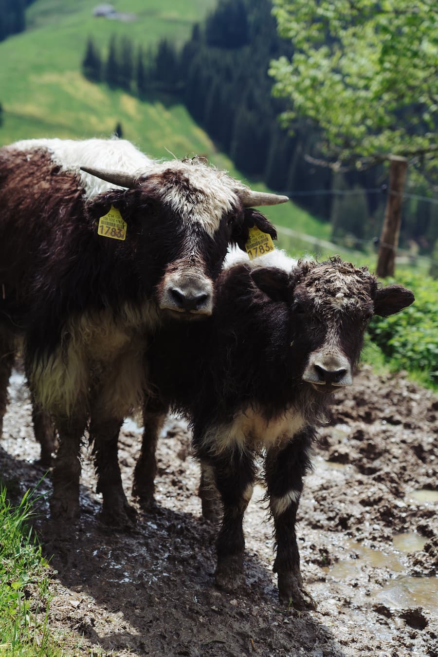 Bären Schwarzenburg Forellen Naturkreislauf