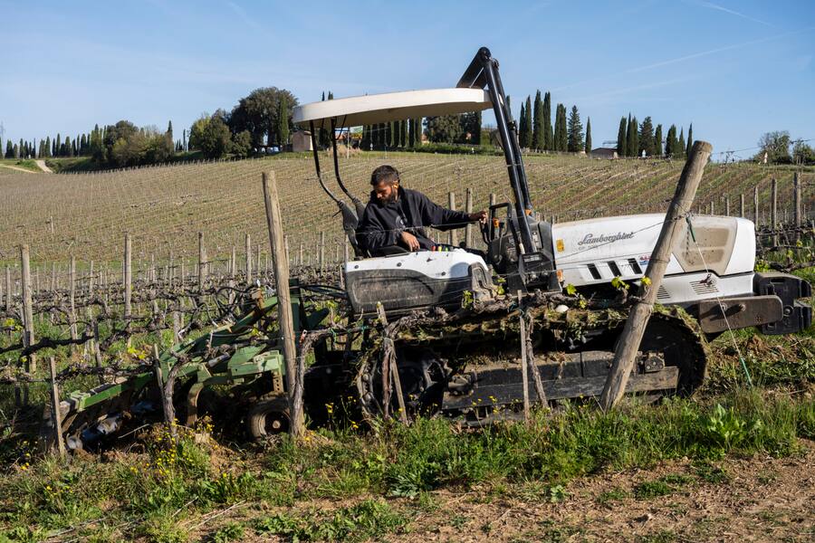 Die Faveeinsaat wird während der Blüte untergehackt