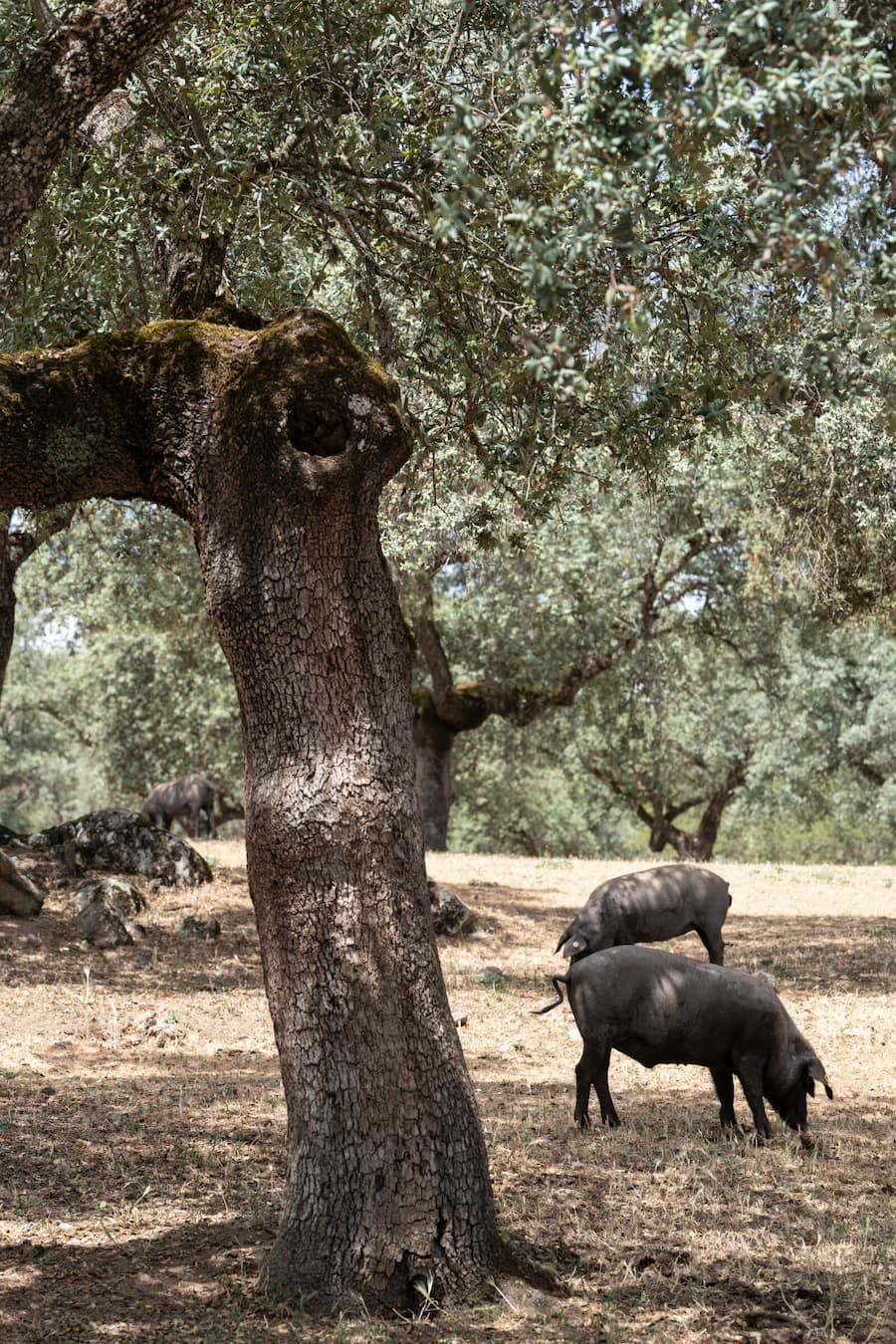 Farmer Pedro mit seinen Iberico Schweinen, auf seinem Land, in der Nähe von Cordoba