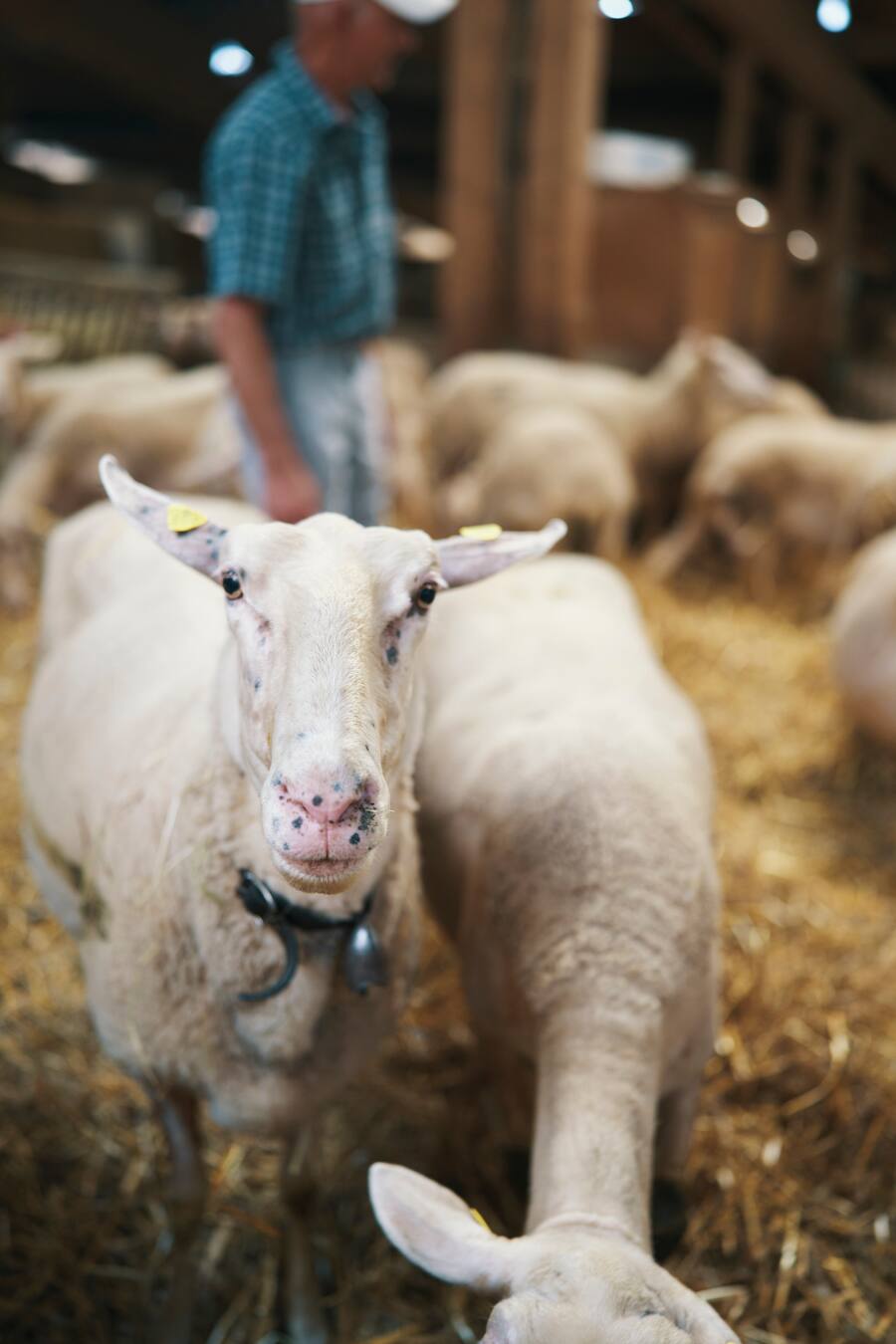 Auf dem Hof von Stefan Itin in Maisprach BL, Christoph Hartmann, Koch Taverne Johann, Basel, 12.09.2023, Foto Lucai Hunziker