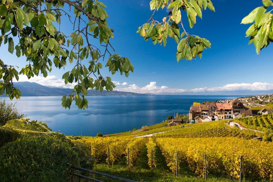 Ausblick vom Weingut auf den Genfersee und dem Weiler Crêt-Dessous,Epesses, Waadt, Vaud, Schweiz, Suisse, Switzerland, Svizzera,