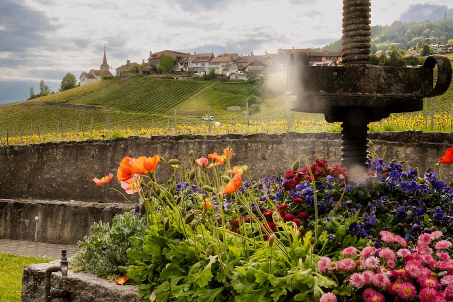 Féchy-Dessus Bilderbuchweindorf in der La Côte und in der Deutschschweiz die bekannteste Appelation