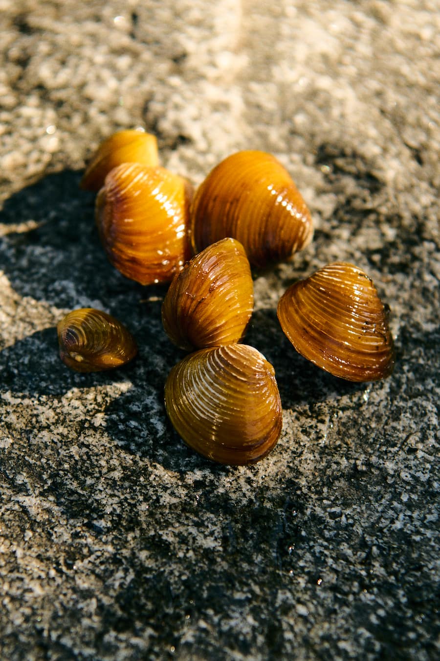 Chef Lenny Hartmann vom Drei König Luzernbeim Muscheltauchen in der Reuss. Trüschenzucht Vierfisch am RotseeInhaber Patrick Kull und Christian Zbinden