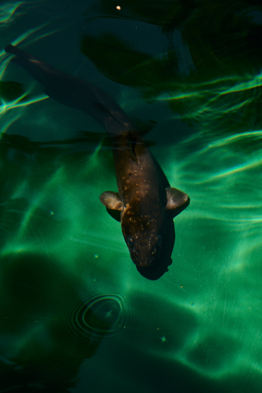 Chef Lenny Hartmann vom Drei König Luzernbeim Muscheltauchen in der Reuss. Trüschenzucht Vierfisch am RotseeInhaber Patrick Kull und Christian Zbinden