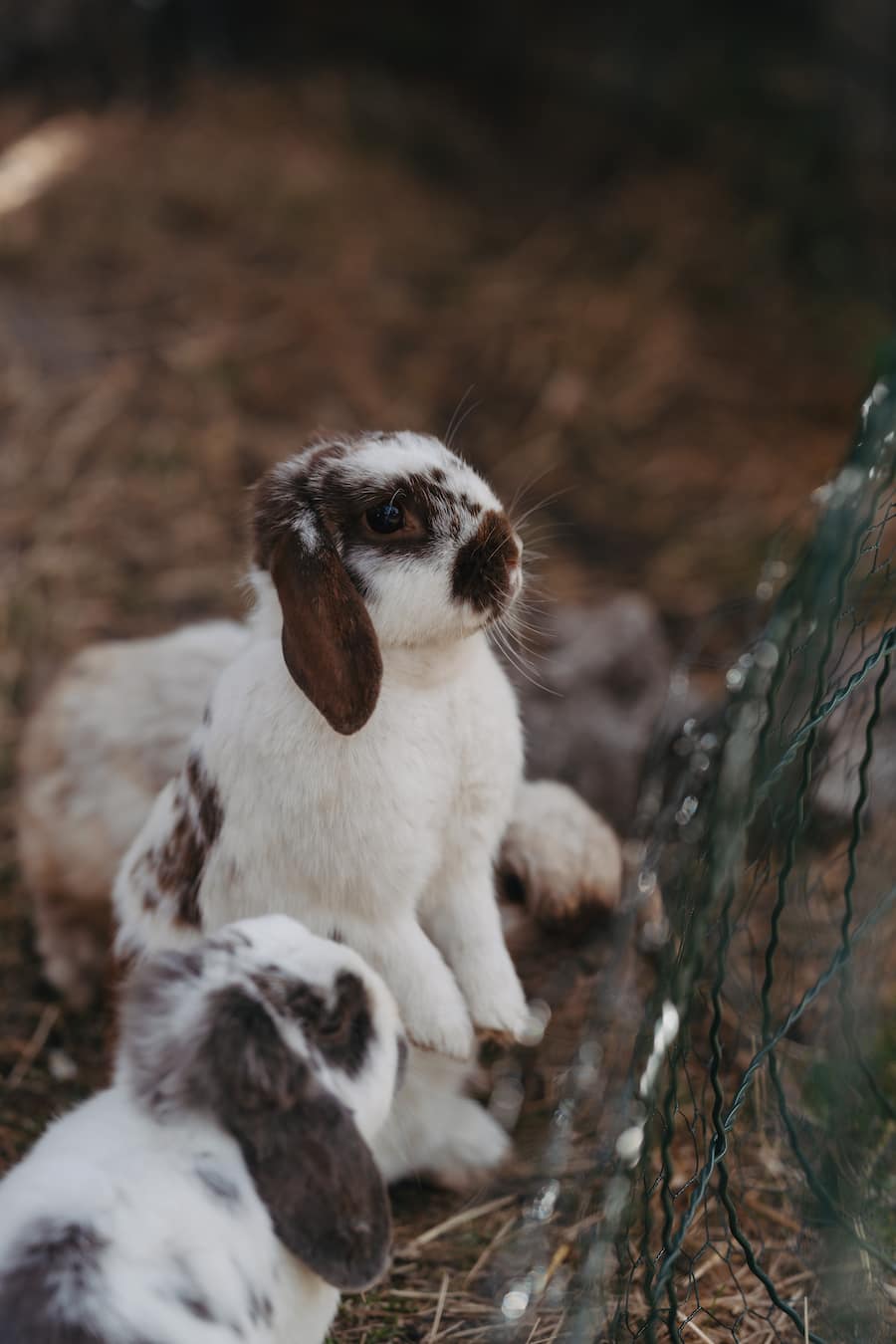 Restaurant Alm - Zermatt - Sommer 2024 - Copyright Olivia Pulver