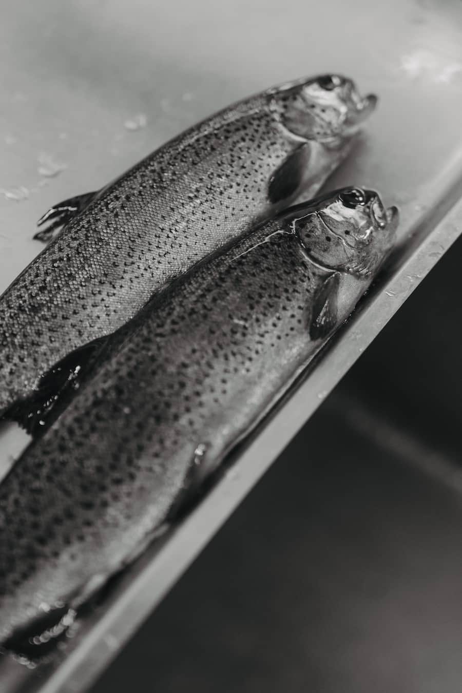 Regenbogenforellen - Restaurant Alm - Zermatt - Sommer 2024 - Copyright Olivia Pulver