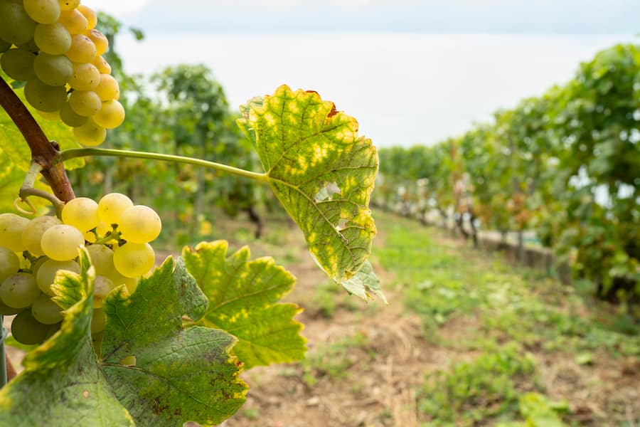 Delphine Morel, Vigneronne, Chardonne