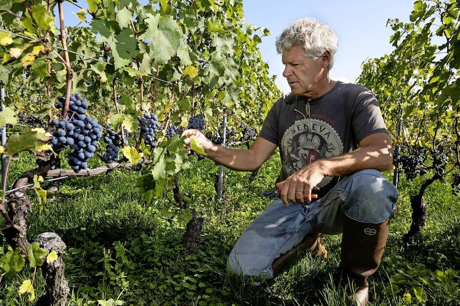 Jean-Pierre Pellegrin, Cabernet franc Trauben