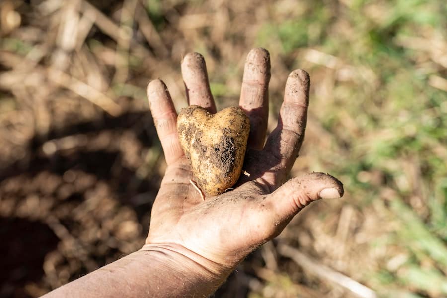 Hansjoerg Ladurner , Scalottas Lenzerheide, Kartoffelernte in Lain