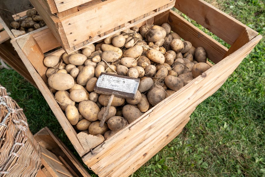 Hansjoerg Ladurner , Scalottas Lenzerheide, Kartoffelernte in Lain