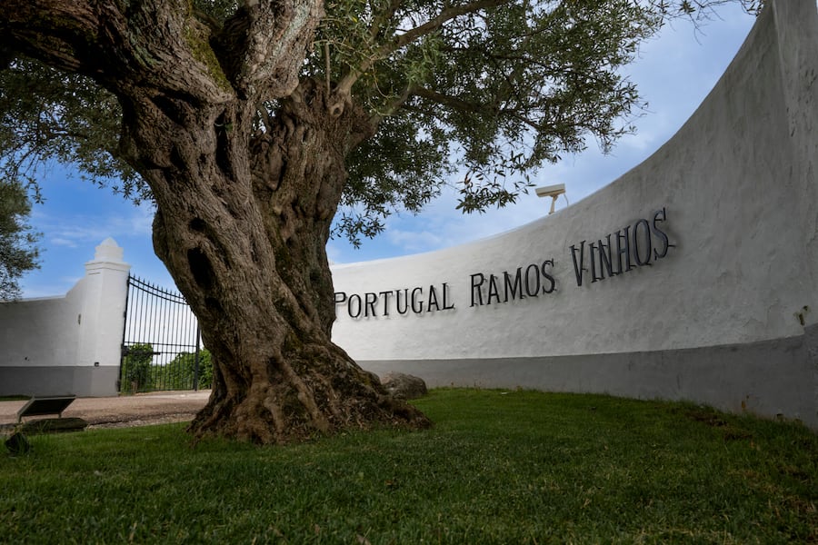 Olivenbaum an der zufahrt zum Weingut in der Vila Santa