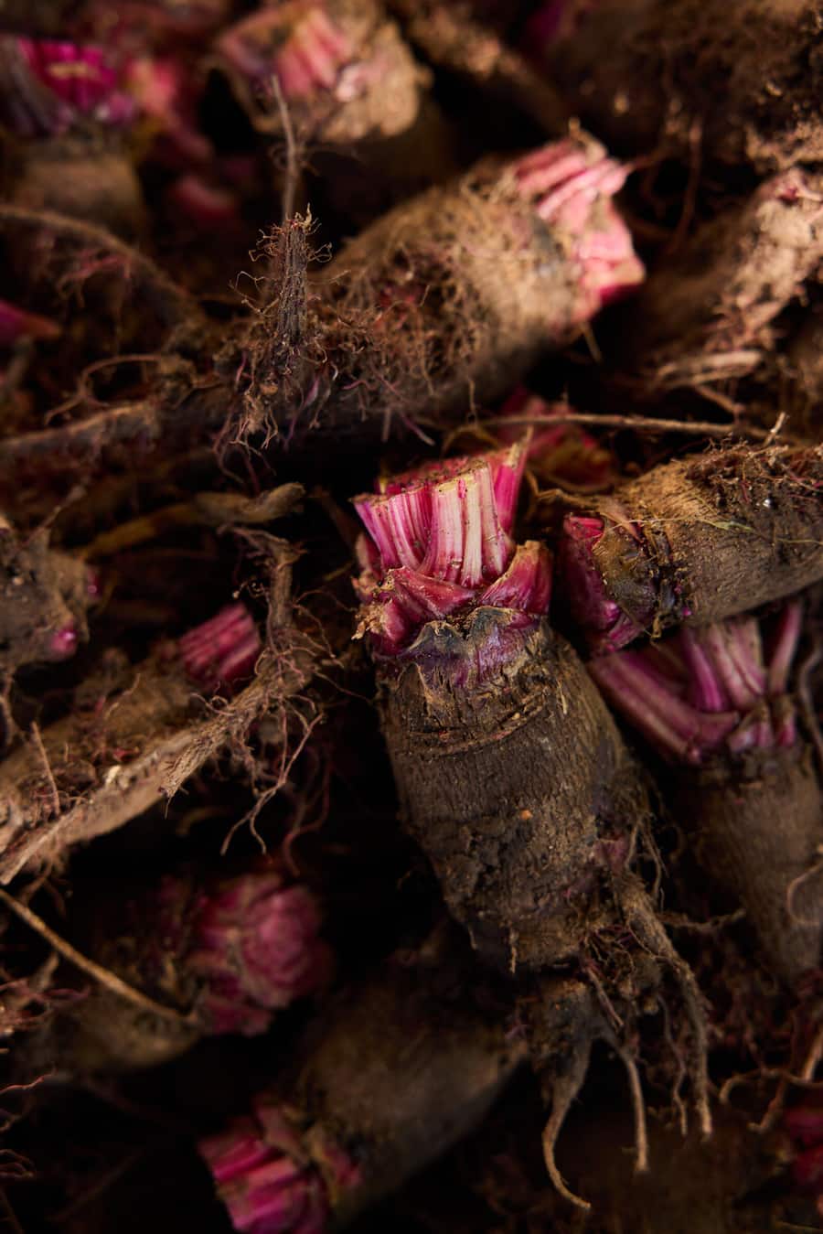 Wintergemüse: Randen aus dem Garten der Pinte des Mossettes.